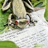 Esterbrook Tree Frog Clip Fermapagina